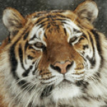 Profilbild von Tauras